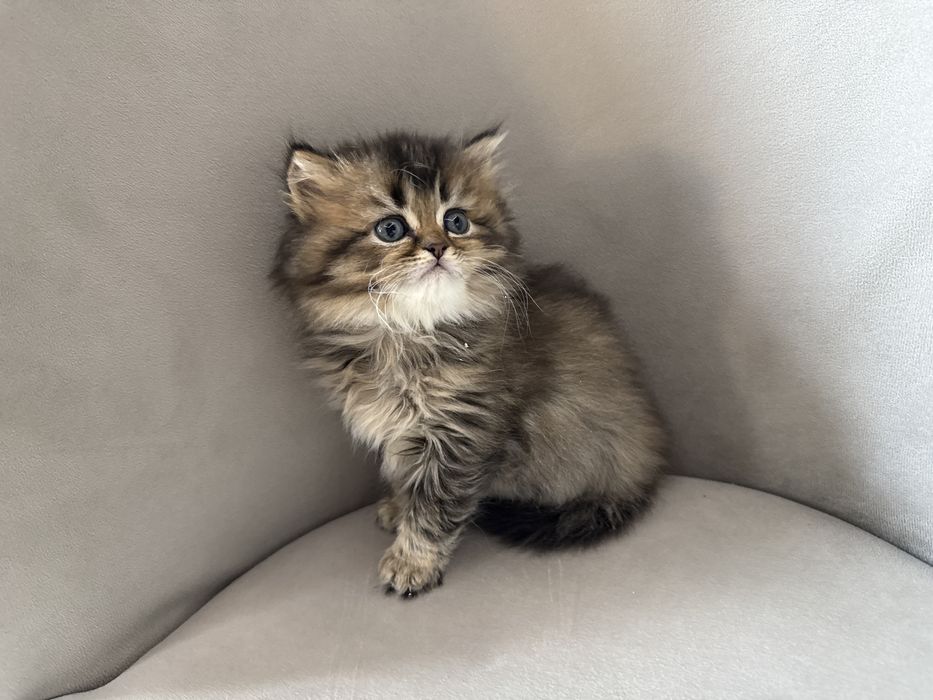 Шотландский скотиш страйт