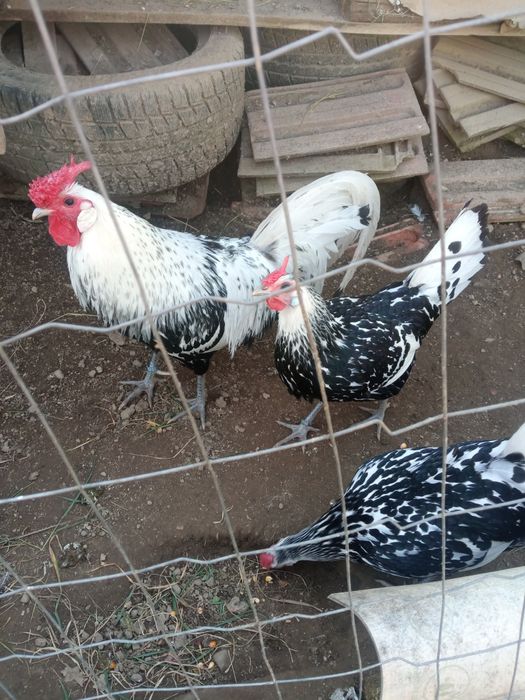 Ouă și pui de rasă: Hamburg, Brahma și Silkie ( mătase japoneză )