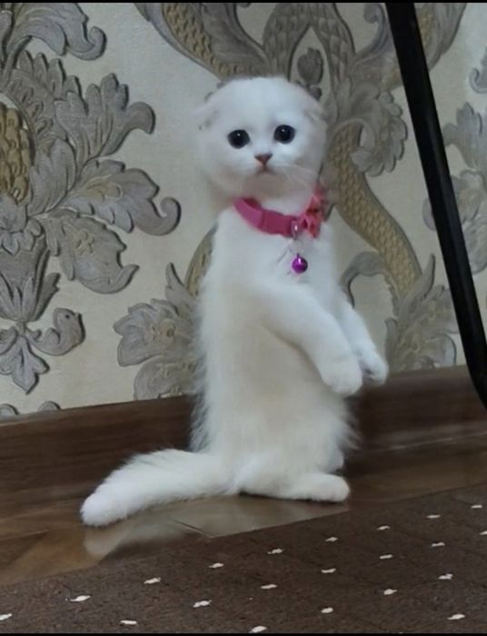 Scottish fold qizaloq