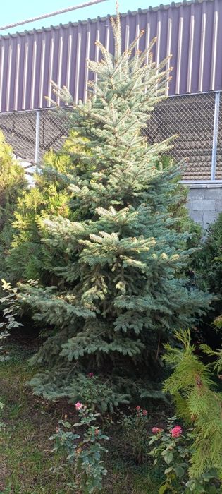 Ель, ёлка . Мкр Шугыла