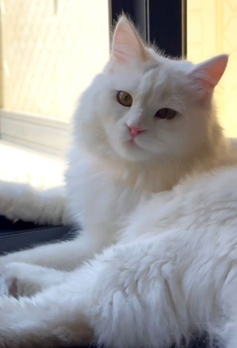 Сибирская Siberian продаётся