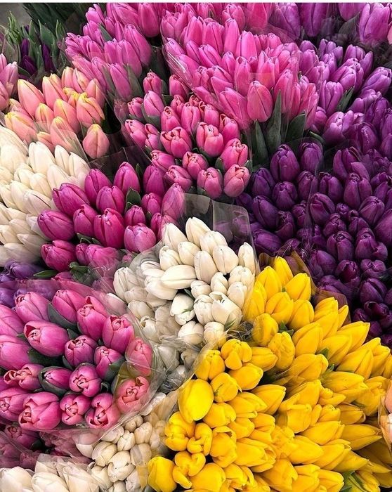 Тюльпаны оптом Астана