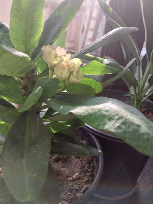 Очень красивые комнатные растения