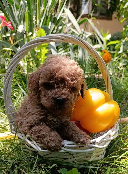 Готовятся к продаже щенки карликовый пудель.