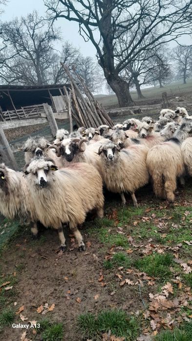 Vând 30   de  oi