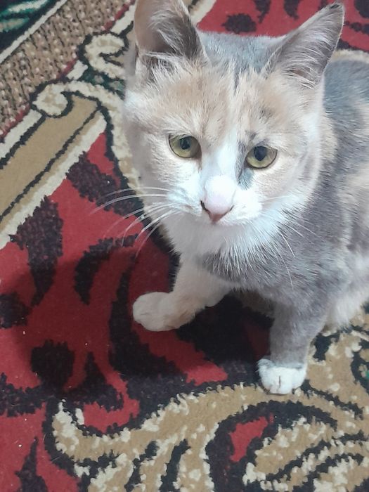 Как сиямский 000000