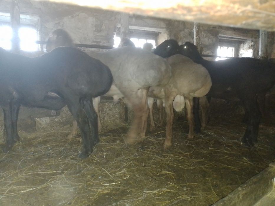 Продам кошкаров едильбайские