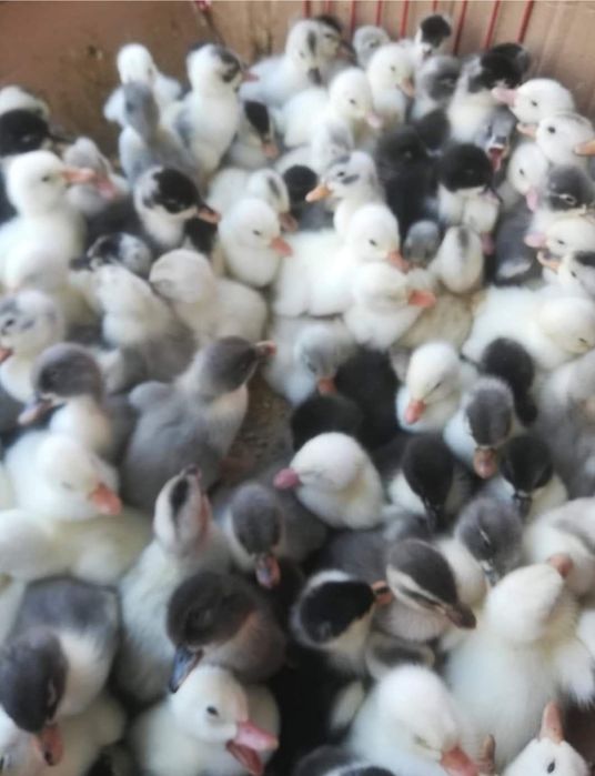 Rate de vanzare angro