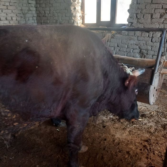 Buqalar sotiladi