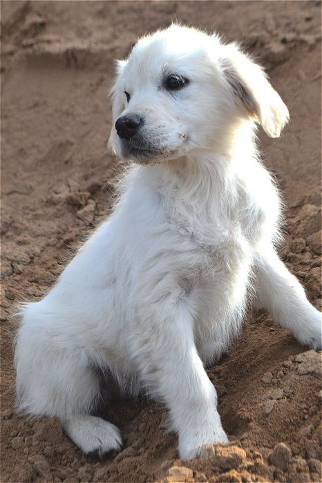 Щенки голден ретривера