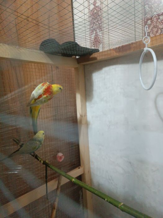 Pevchi Певчи popugay