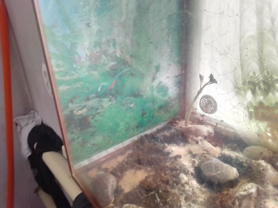 Продаю террариум