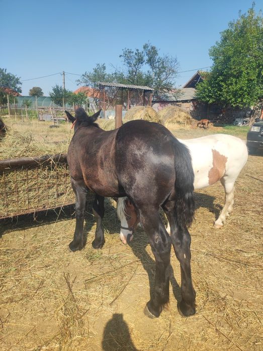 vand sau schimb iapa de 8 ani de ungaria cu manz si gestanta