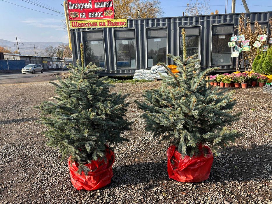Живые Новогодние Елки Голубые купить живую елку в горшке в Алмате Ели