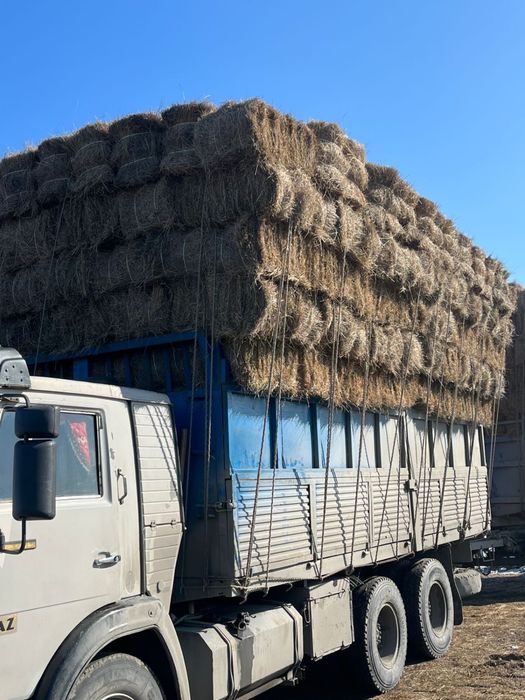 Сено житняк цена 750тг