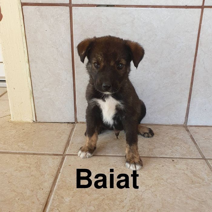 Donez catelusi de rasa comuna