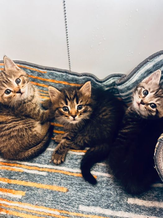 Котята домашние,ласковые