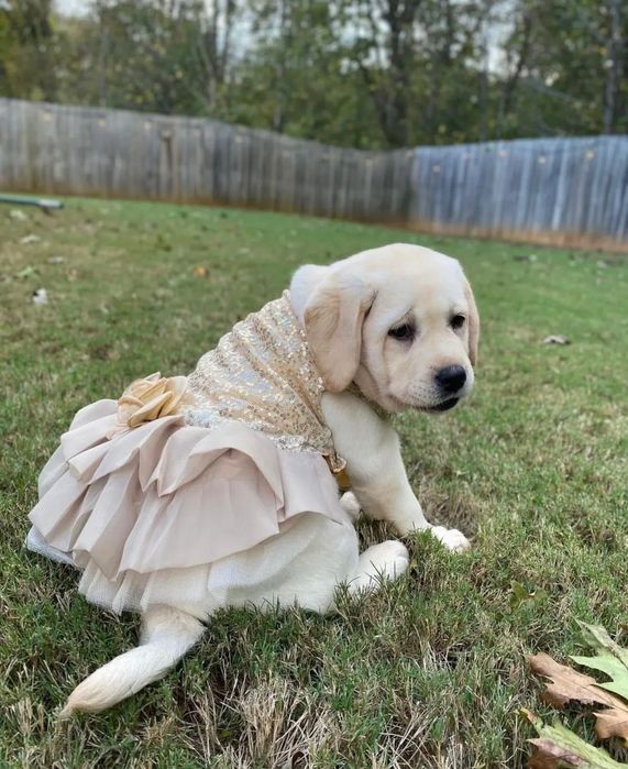 Волшебные Лабрадоры