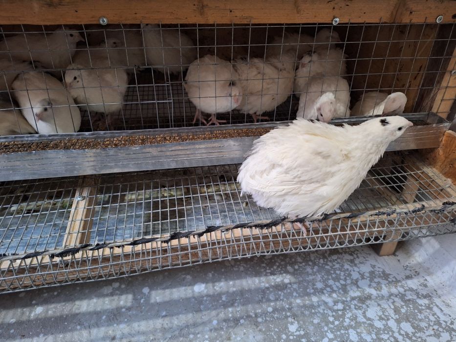 Бодене  Белый гигант