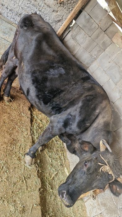 Одна дойная корова вторая с теленком