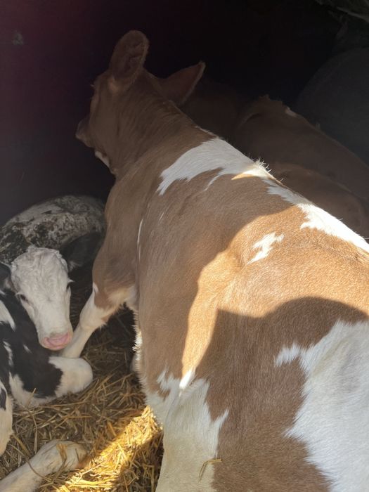 De vanzare vitei 2-10 saptamsnj