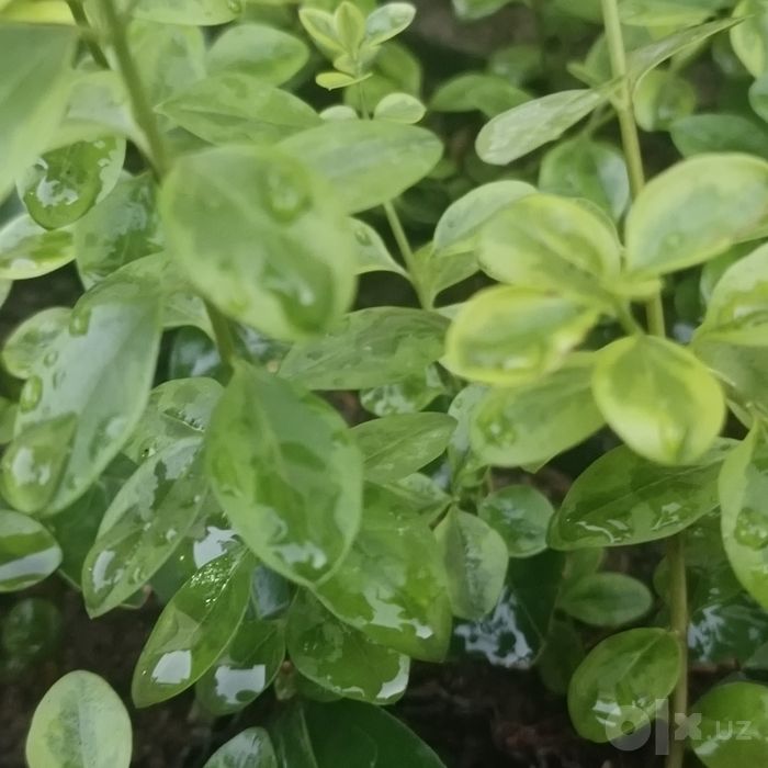 Шамшод кучатлари