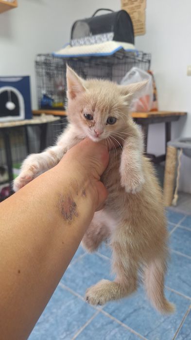 в добрые руки котята девочки