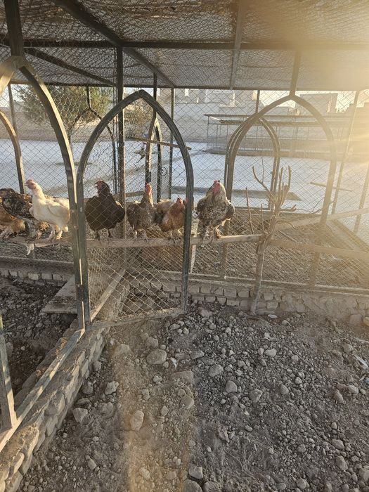 Chor bakr masjidiga Tovuq jo‘ja sesarka sotiladi