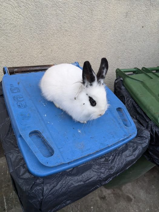 Vând iepurii cap de leu