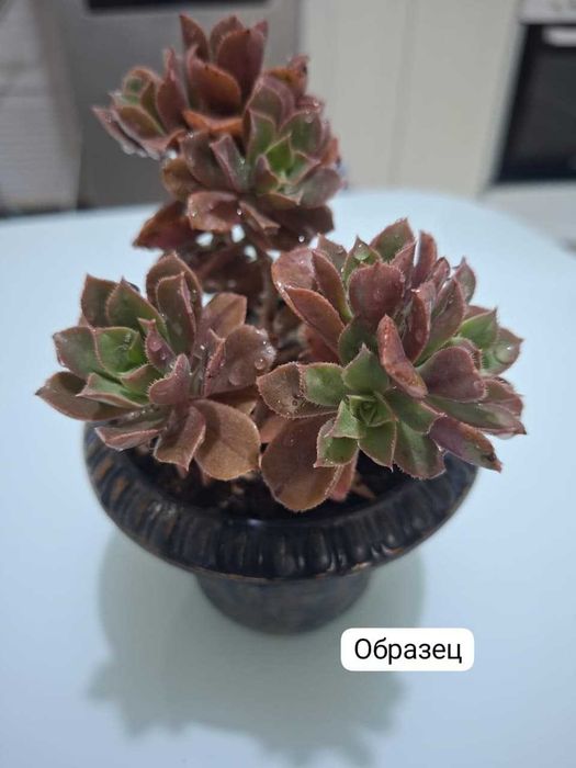 Продам домашние растения