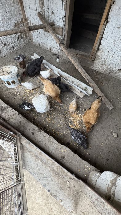 тауық балапандар сатылады