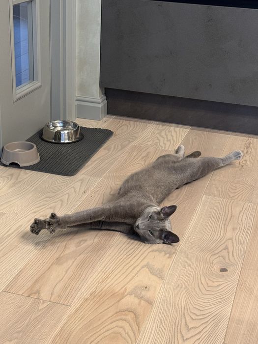 Отдаю кота в добрые руки