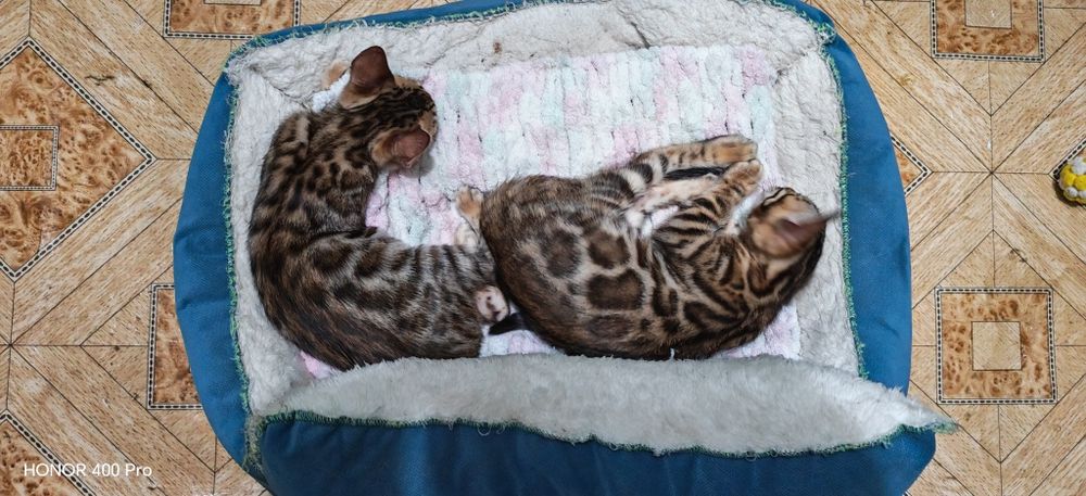 Чистокровные бенгальские котята