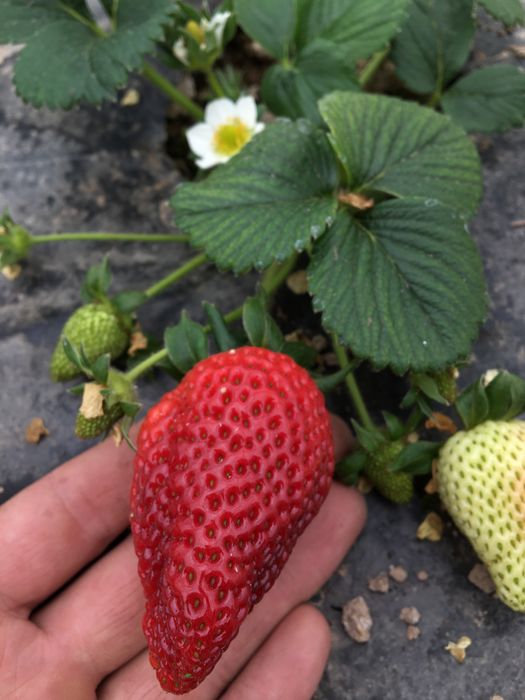 Австралиядағы аборигендер арасындағы жыныстық қатынас