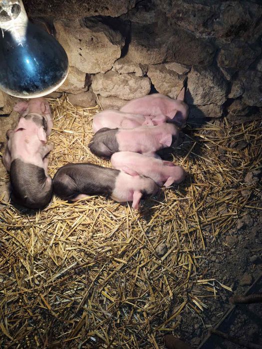 Продавам малки прасета