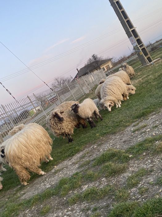 De vanzare oi …….