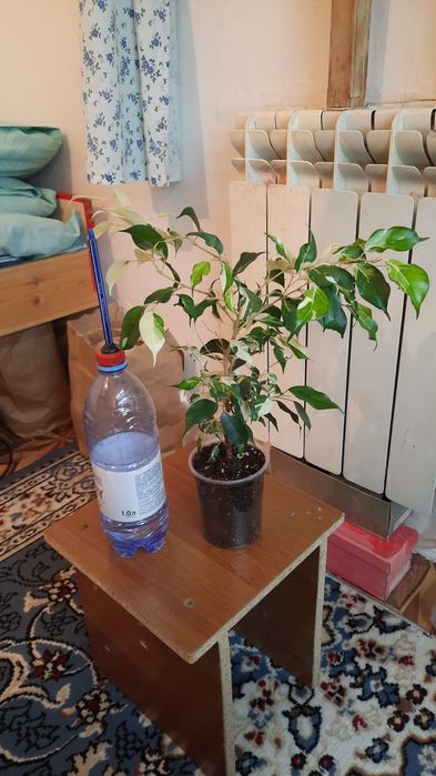 Комнатные цветы красивые