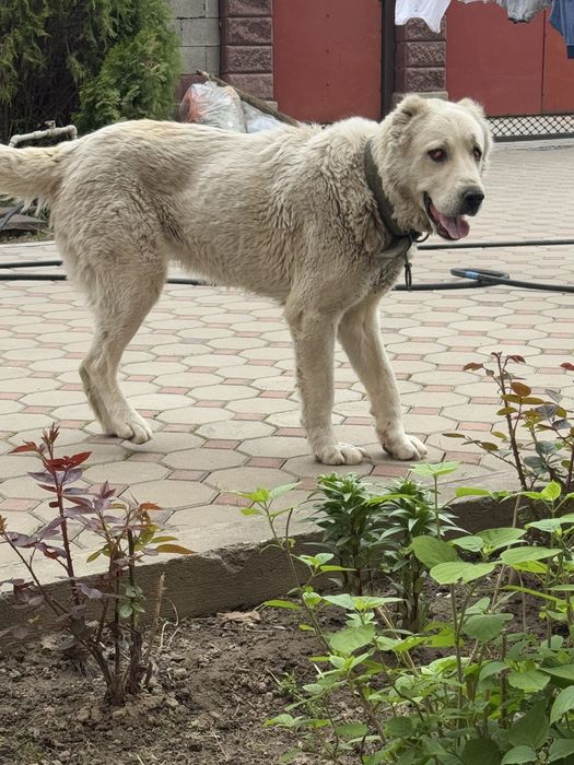 Отдам алабая в добрые руки