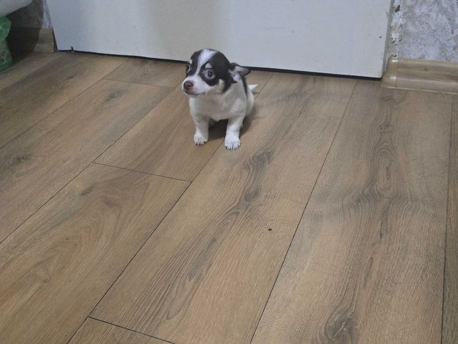 Пинчери 2 женски