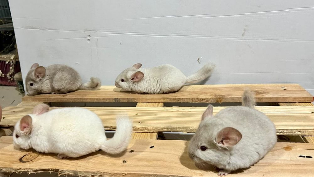 Chinchilla / sinsila, adorabilul animalut de companie. DE VANZARE