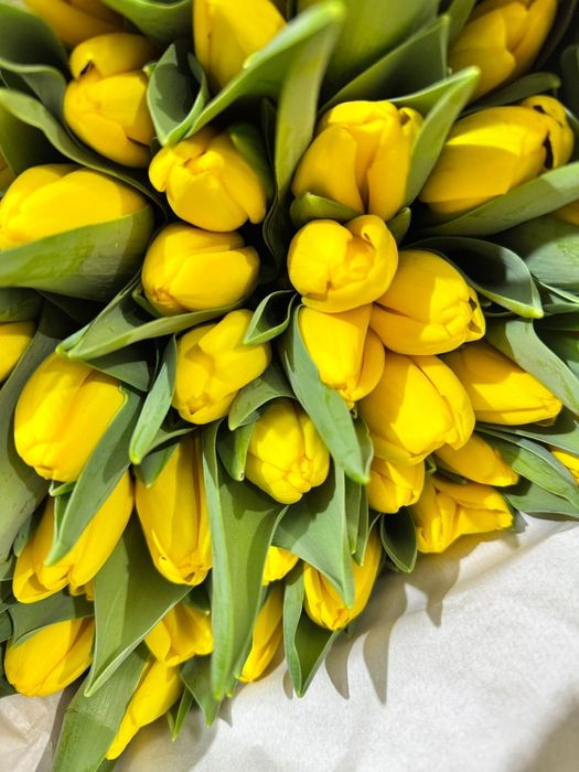 Предзаказ на тюльпаны высшего сорта по 700