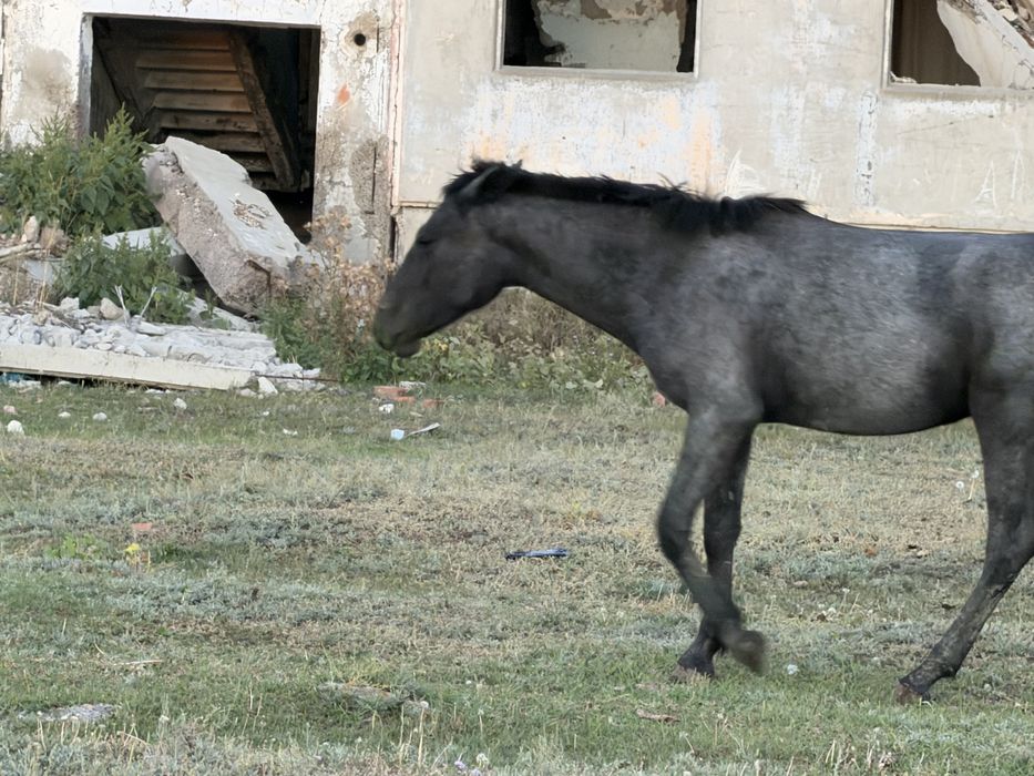 2жасар Тай сатылады