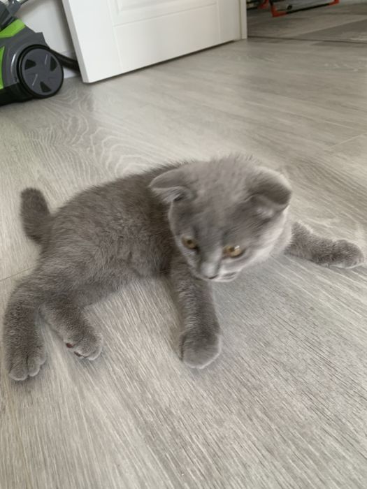 британский котёнок