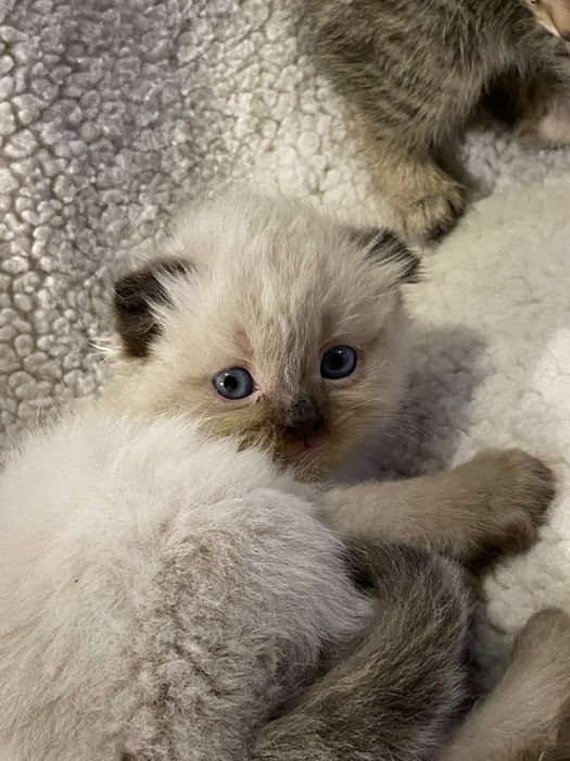 Shinshila soglom akilli