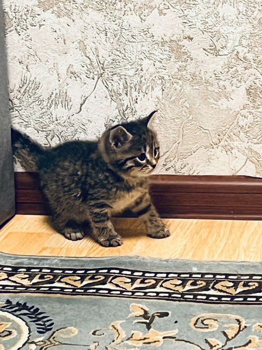 Милые котята,девочки