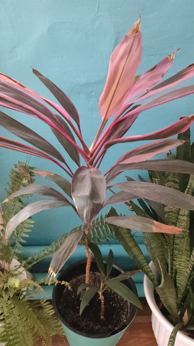 Комнатные цветы от 3000 тенге