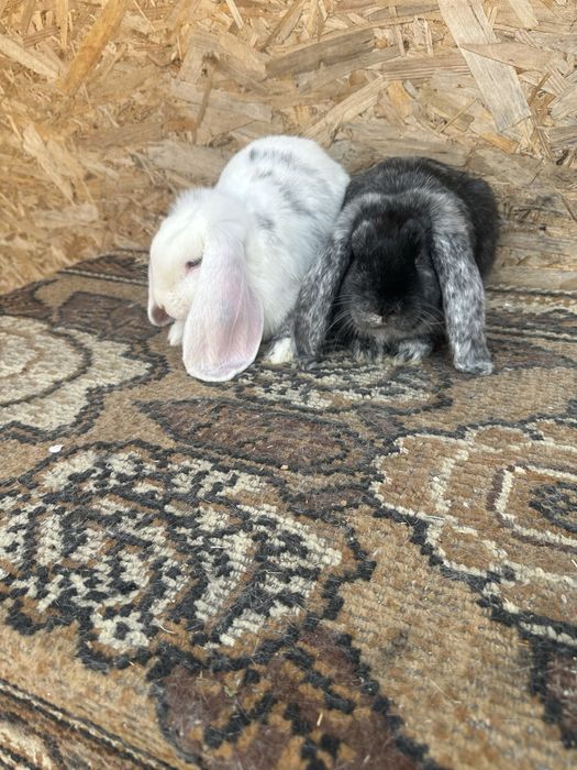 Iepuri berbec german