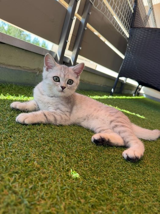 Британска котка на 3 месеца