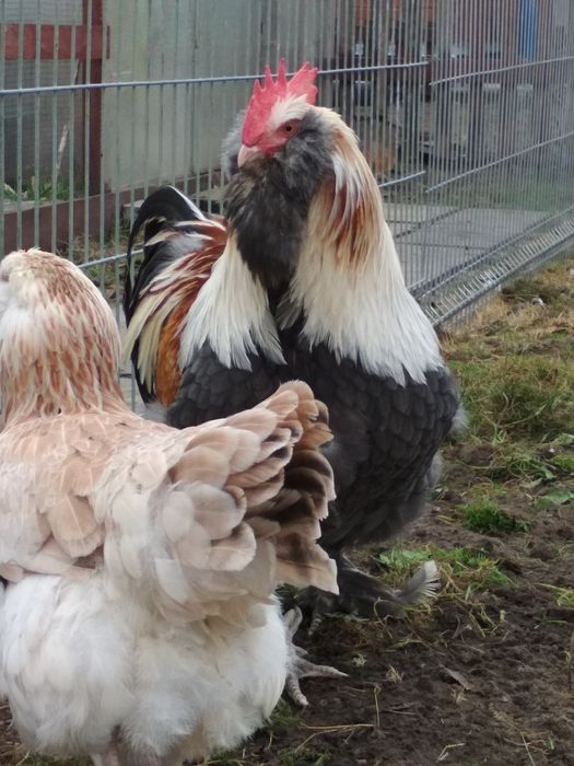 Салмон Фавероль зотли