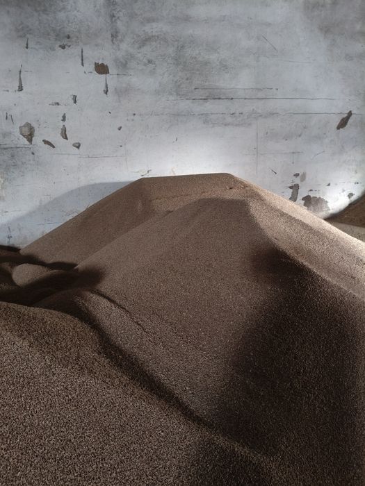 Бидай солтүстіктікі